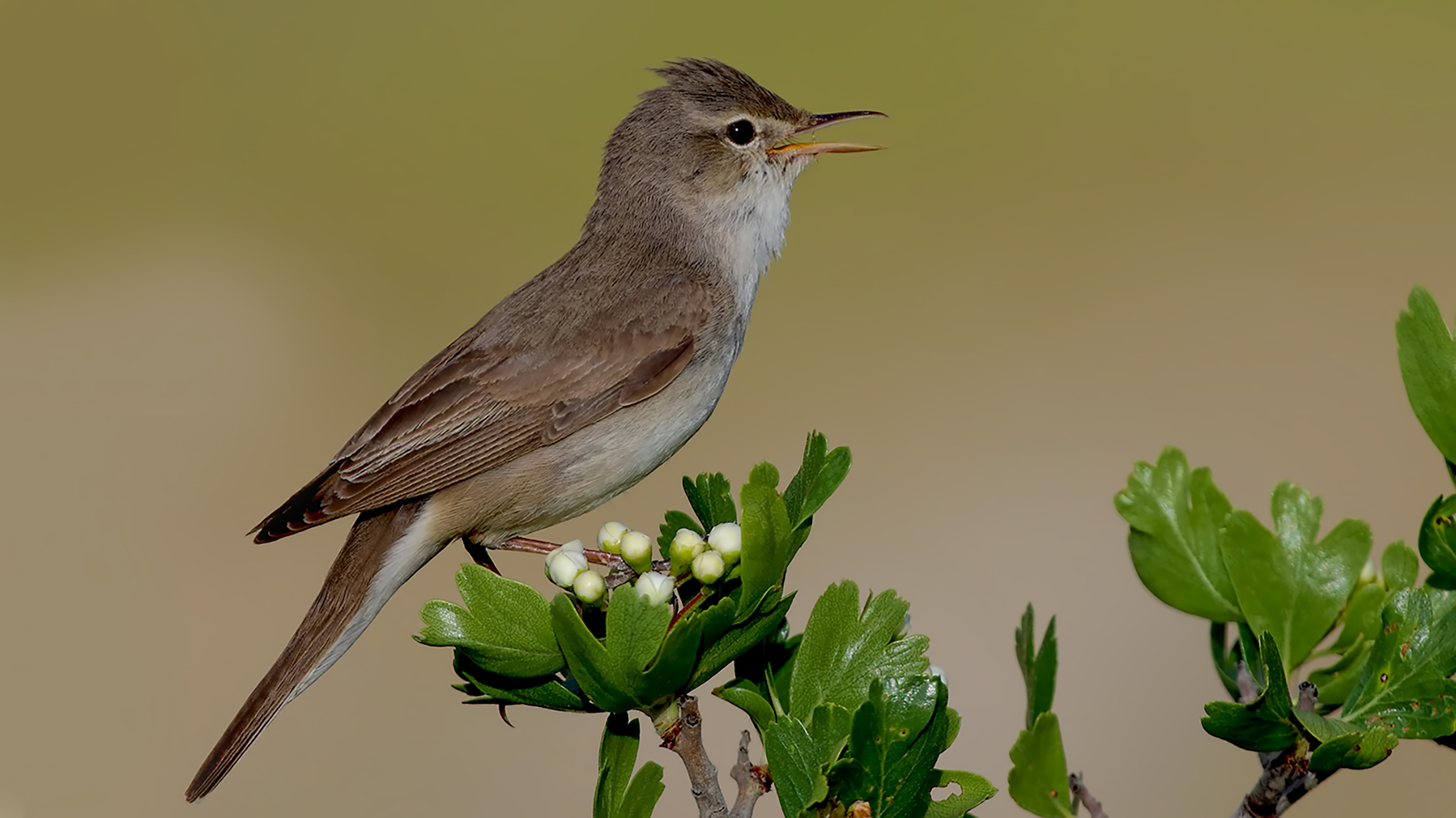 Upcher's Warbler